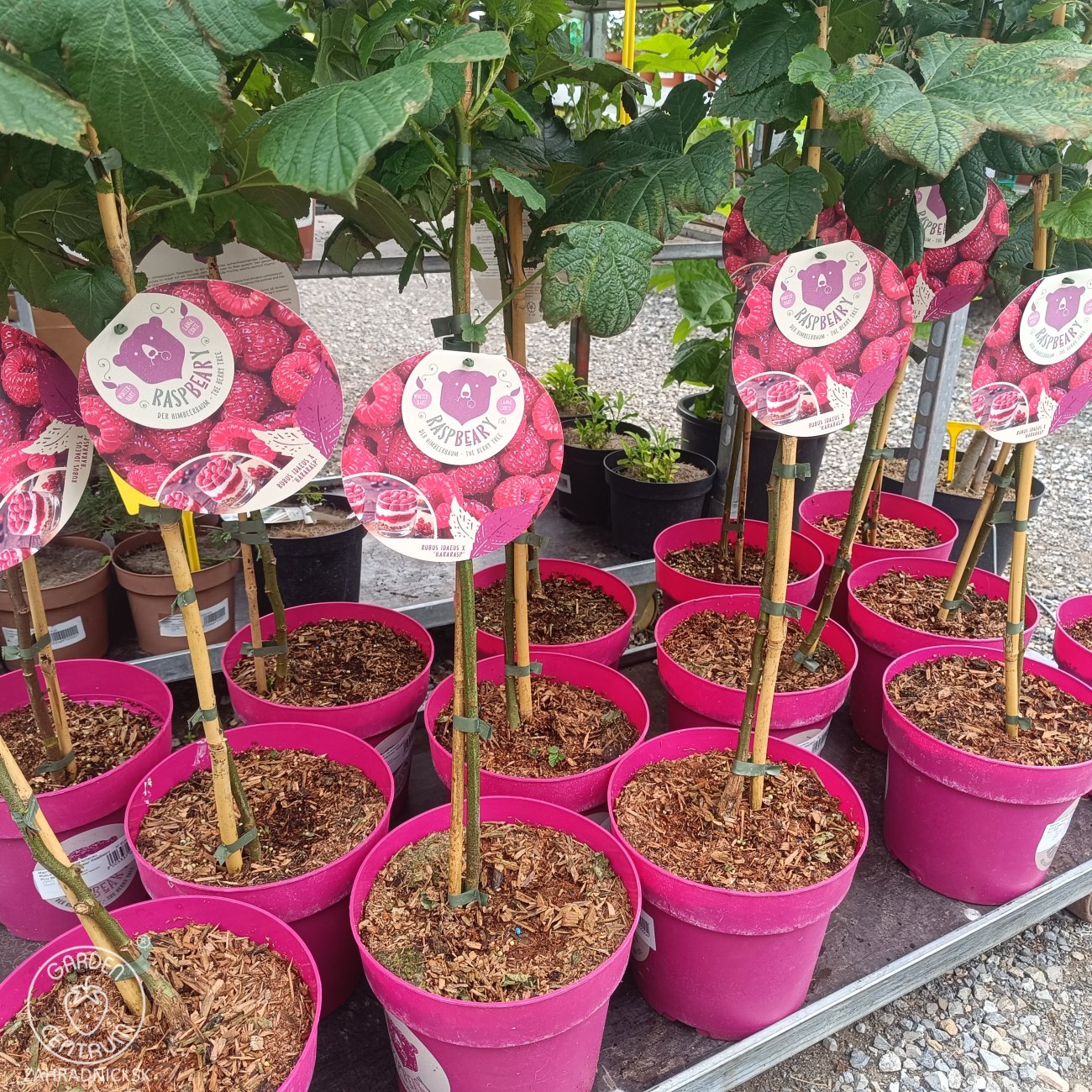 Obrázok Malina - Malinový medveď (Rubus idaeus x 'Hararasp') ´RASPBEARY´® - výška 50-70 cm, kont. C4L (-24°C) - NA KMIENKU